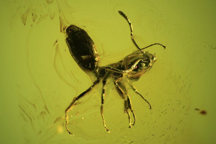 Detailed Fossil Ant (Formicidae) In Baltic Amber #90793